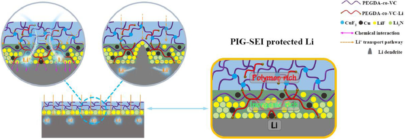 Polymer-inorganic gradient SEI (PIG-SEI) film formed in situ on the lithium metal surface.jpg